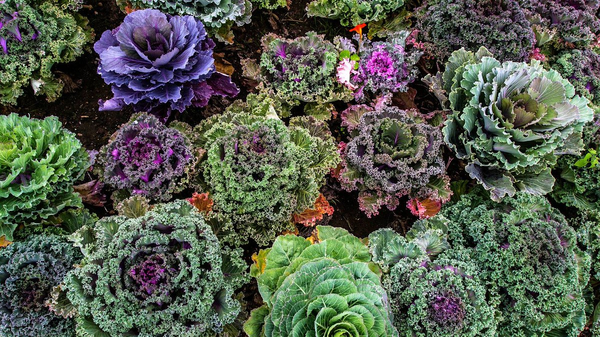 DailyVegetables's tweet photo. #Kale is a #nutrient rich #veggie, which explains its #fitness following. Only issue? #Eating it. Blend, saute, or bake for better #taste. https://t.co/4o5xkHbzDv