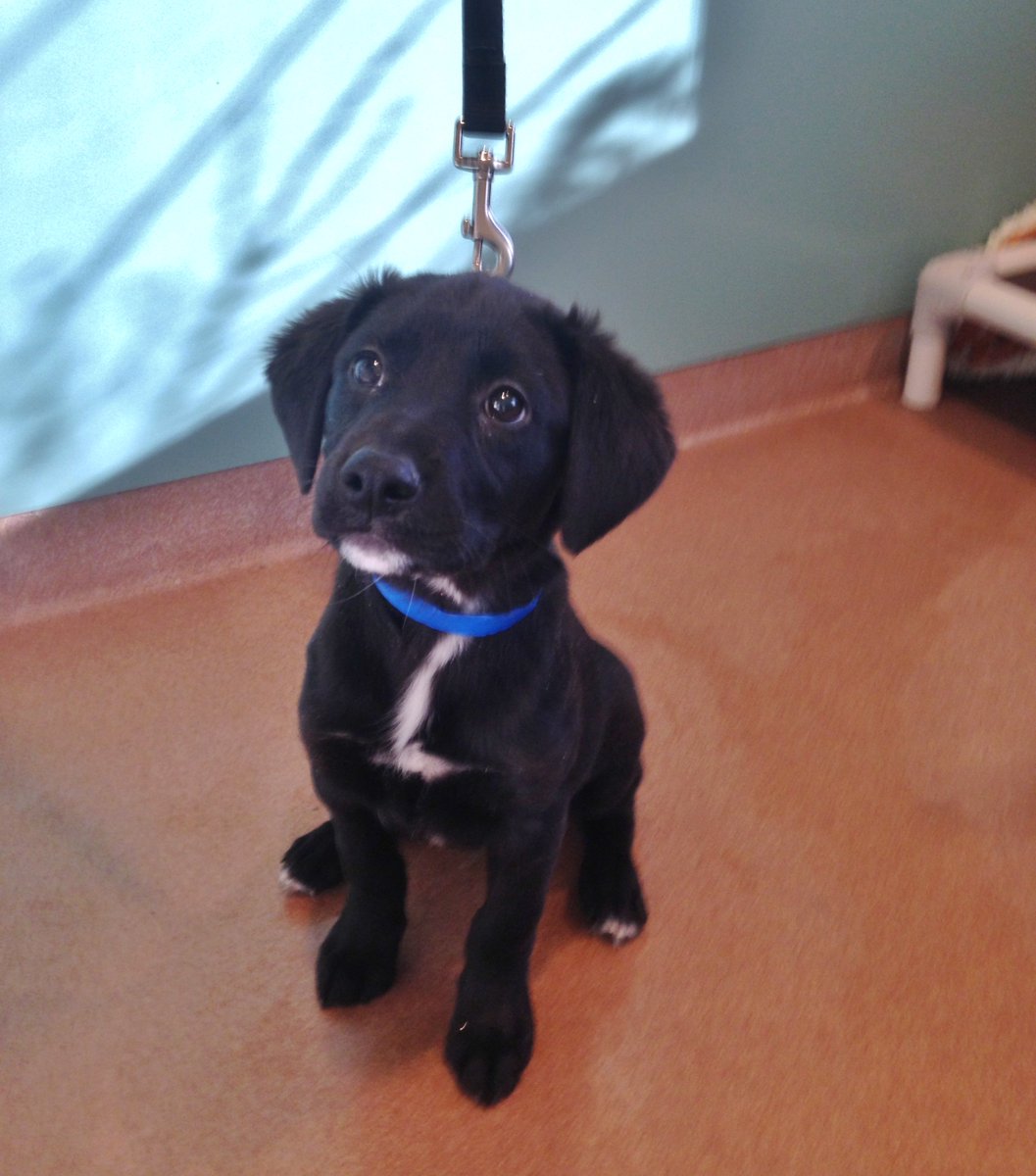 PAWSChicago tweet media