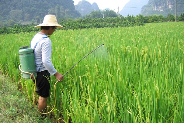 gustav_bech's tweet image. Ny FN-rapport afliver myten om, at sprøjtegifte er nødvendige for at brødføde verden. #dkgreen #økologi organictoday.dk/sprojtegifte-u…