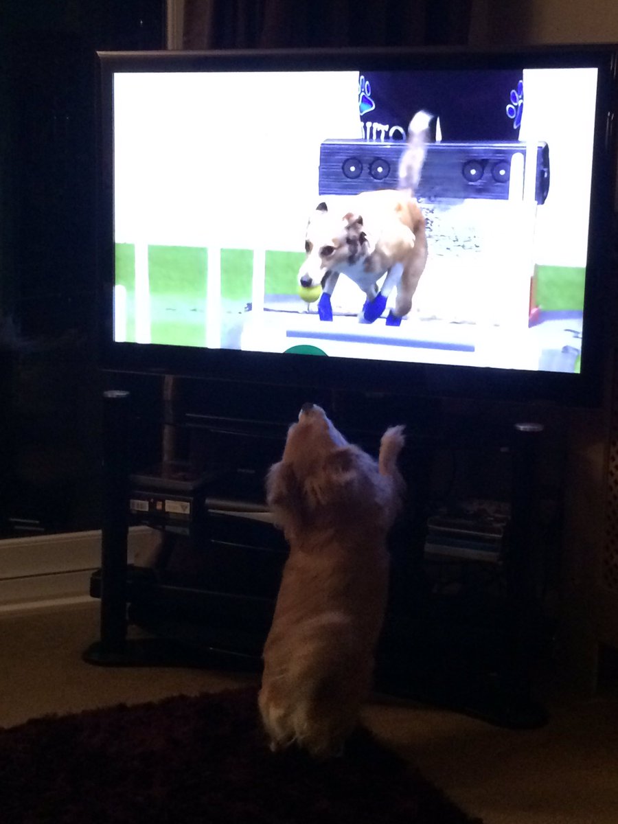 CHillyHull's tweet photo. Tilly-Dot the long haired chi watching agility fly ball #crufts2017 https://t.co/HhgQ7L2EAW