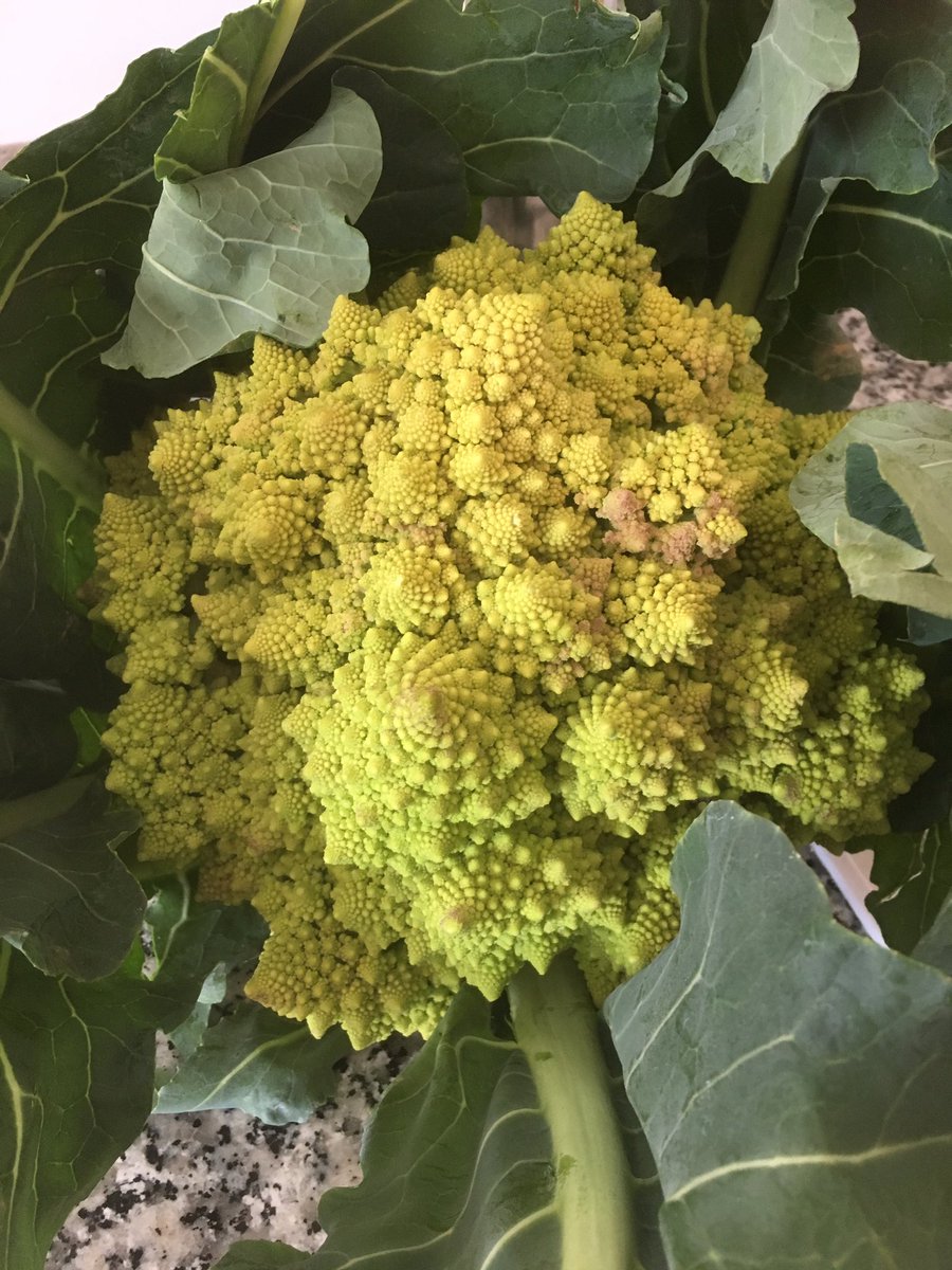 Max2759's tweet image. Broccolo romano #food #broccoli #vegetarian
