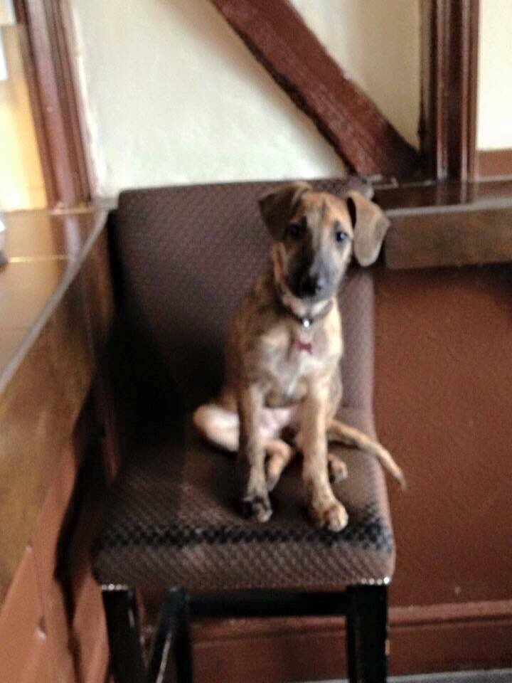 LisaLisaw1's tweet photo. 💔 #MissingTwoYears #FindPepper #MissingDog 10.3.15 #Ash #Kent @Find_Pepper #Loved & #Missed #nevergiveup #keepthefaith 💔 https://t.co/5ao9uPb0pD