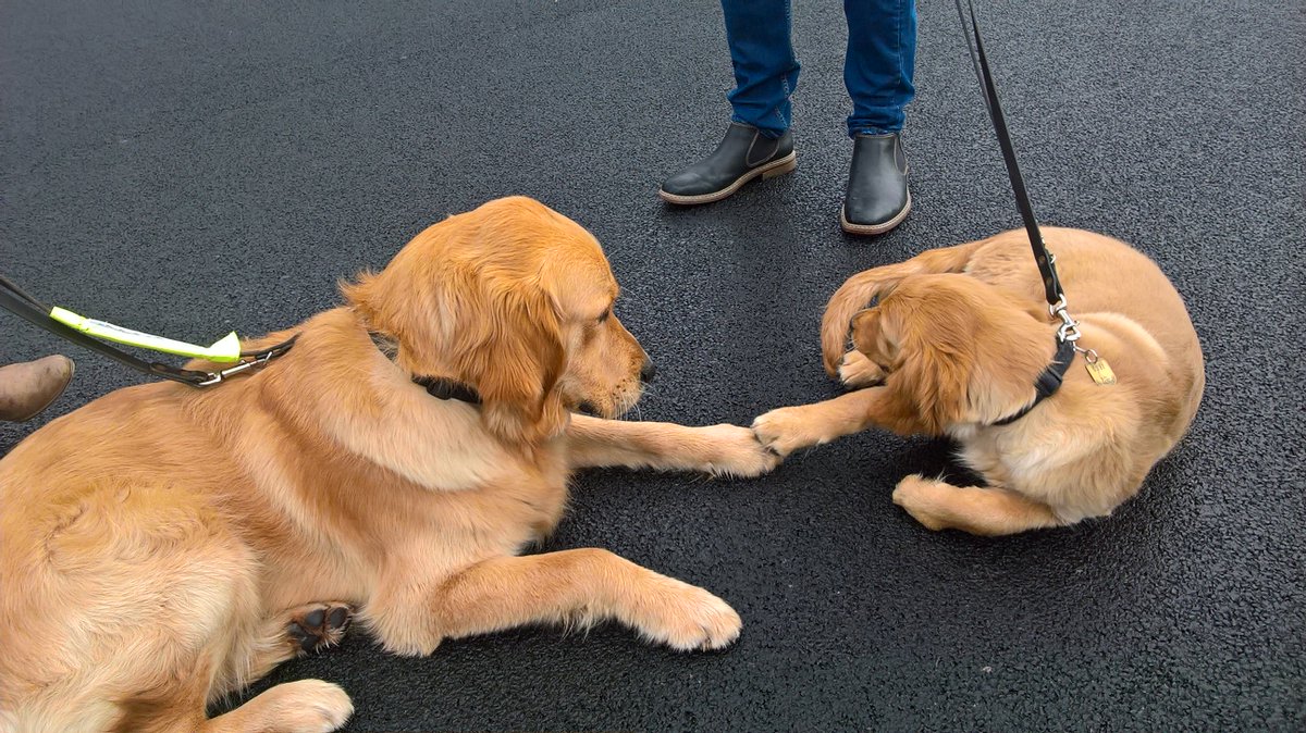 LaceyLaceyLoo's tweet image. 🎶And they call it puppy love....♥ 🎵   #puppyclass #SilkylovesWilf   #firstclassflirt