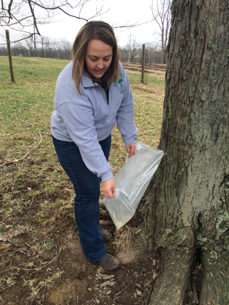WVDeptofAg's tweet photo. Mountain State Maple Day coming soon -- March 18! Read more in the #wvstatejournal. https://t.co/eaEfRTZyLp https://t.co/5CSqZ4Wx05