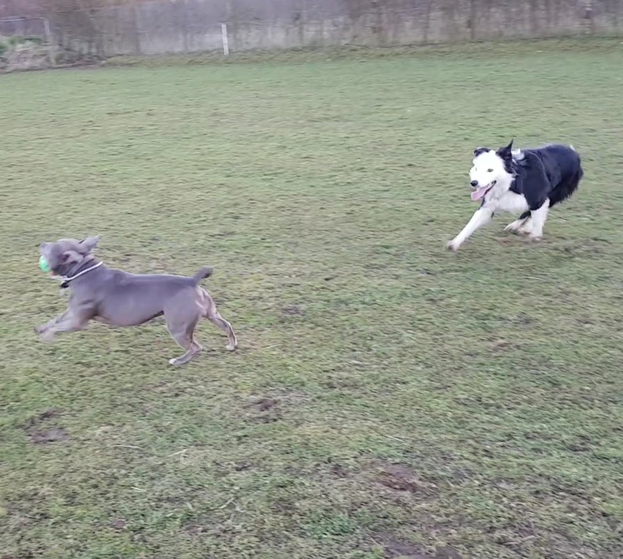 #Crufts 

Roy and Cleo at the farm playing.