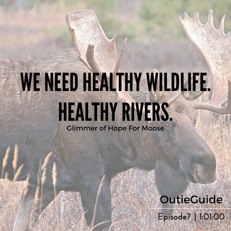 OutieGuide's tweet image. Glimmer of Hope for Moose? We talk what is ailing this monster of the forest (1:01:00) #fishing #hunting #nature buff.ly/2njtl8J
