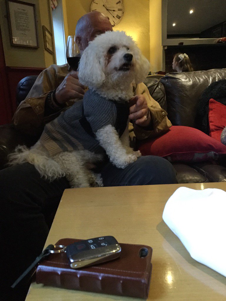 Happy Birthday to #Shaggy 13 today,has never understood the world but loves it anyway! <a href="/londonbichons/">LondonBichons</a> <a href="/AllDogsMatter/">All Dogs Matter</a>