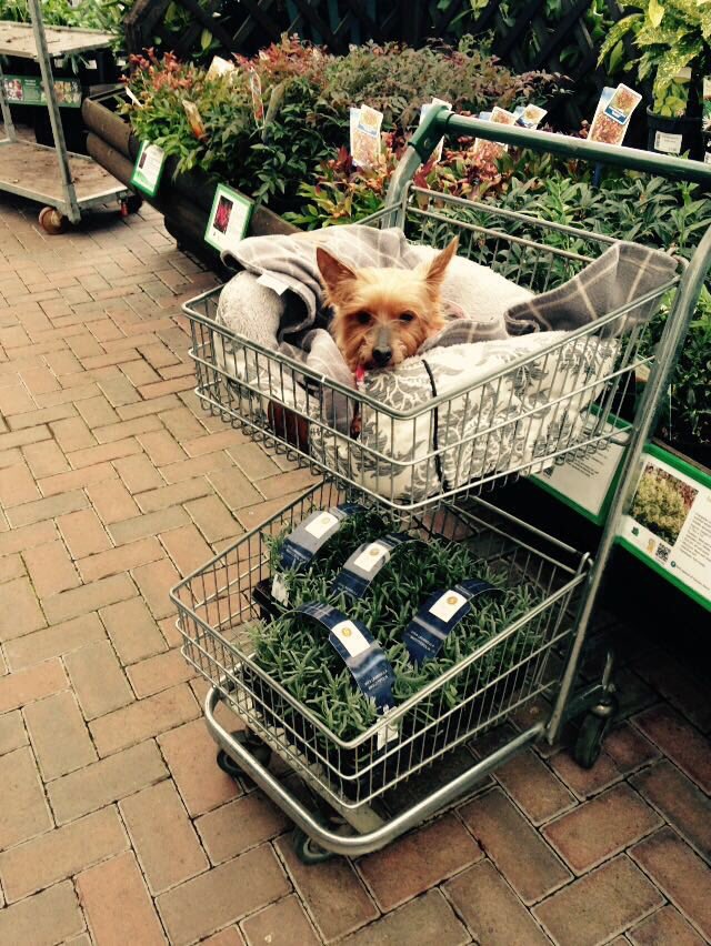 eve_craddock's tweet photo. Doris very much enjoyed her day @ORLGardenCentre 💗 https://t.co/a9mayQMA51
