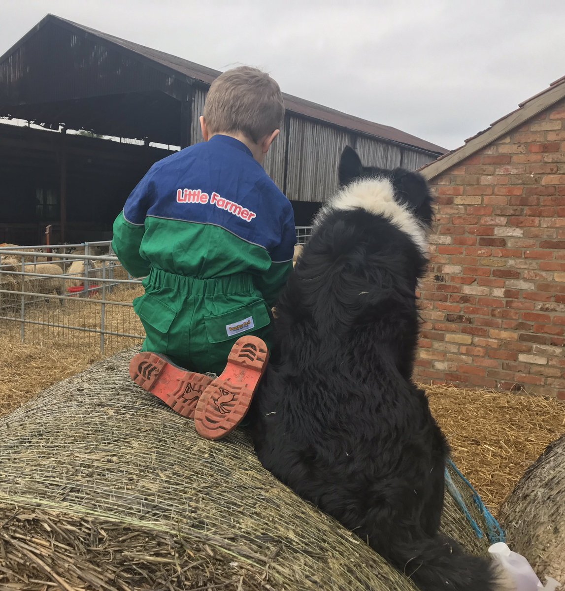 The Maiden voyage of new Tractor Ted overalls ! <a href="/tractorted1/">Tractor Ted Official</a> #sheep365