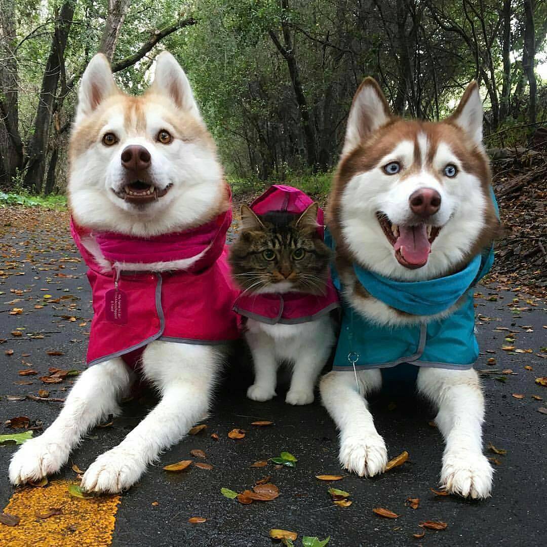anveshdotcom's tweet photo. Aww ! :-) #photography #photooftheday
#cute #pup #pet #cat #adorabel https://t.co/VDDgruogt3