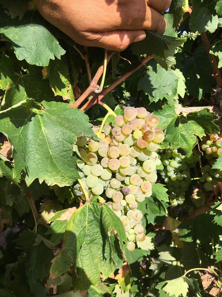 At long last! Harvest the Vermentino today, 4 weeks later than V16. Soo tasty with amazing ripening conditions! #v17