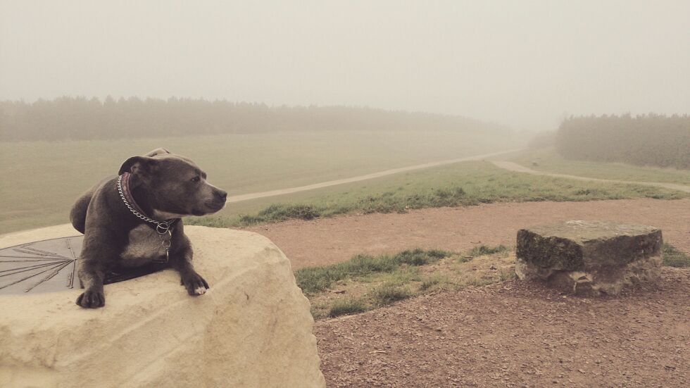 #Crufts 

Cleo taking in the beautiful scenery....