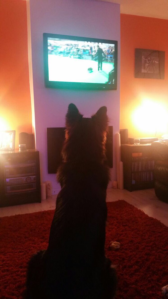 Busta watching crafts #crufts2017