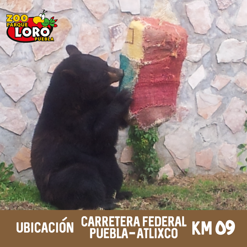 ZooParqueLoro's tweet photo. ¡Te esperamos para que conozcas más sobre nuestros habitantes! https://t.co/pACXZYNWk8