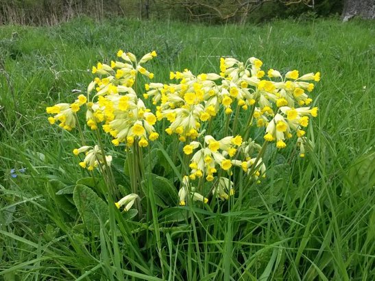 LGSpace's tweet photo. Which flowers will you grow in your #garden - why not plant cowslip? #bumbebee #inspire #educate via @BumblebeeTrust https://t.co/qR2JhhVHCd
