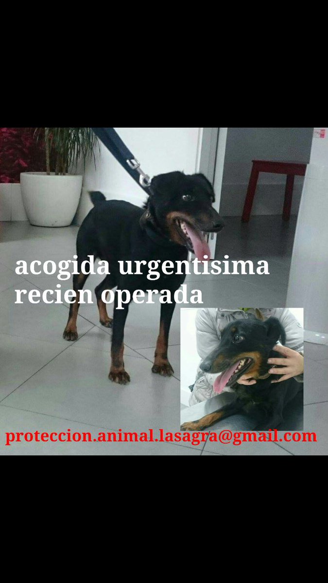 nefsty_nefsty2's tweet photo. Va ir a la perrera si no se encuentra casa de acogida!😔Difunde,gracias! https://t.co/EDfulb7IjE