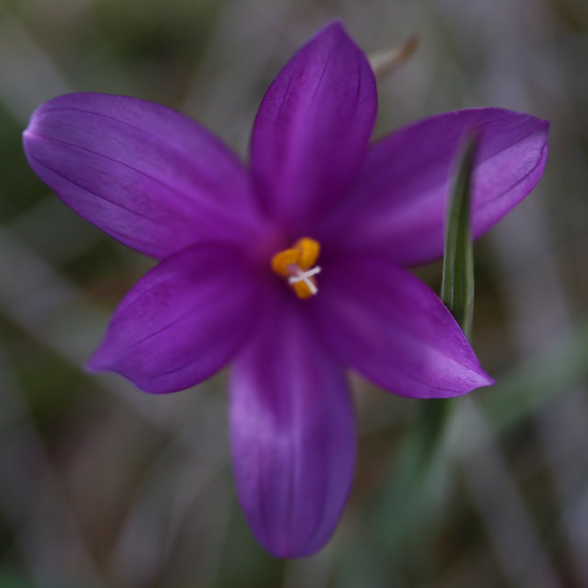 Happy Friday! #douglasgrasswidows are in bloom! Grab a cider and #optoutside this weekend. #flowers #spring ##hardcider <a href="/VisitHoodRiver/">Visit Hood River</a>