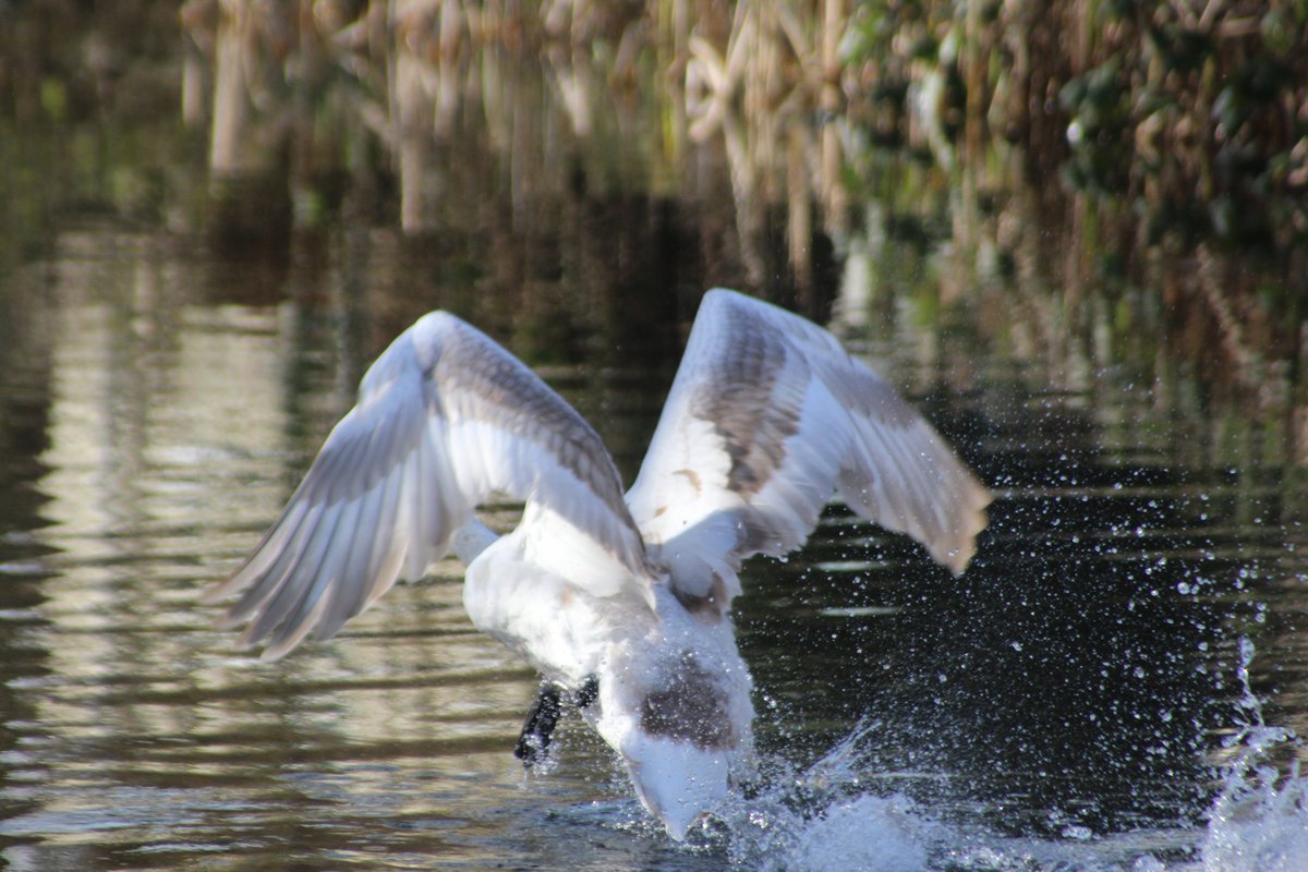 samrobreed9's tweet photo. 📷 @halberton @TivertonCanal https://t.co/HqEtx4CfbP
