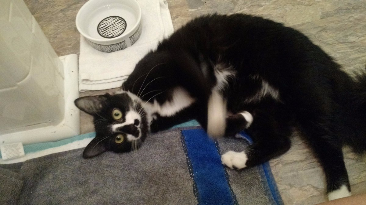 A_Ferrrr's tweet photo. @ARIYNBF I have a cat named Skittles! #skittlesthecat @coloneljefffox  #catsrule #ilovecats https://t.co/e3jSpmFZkj