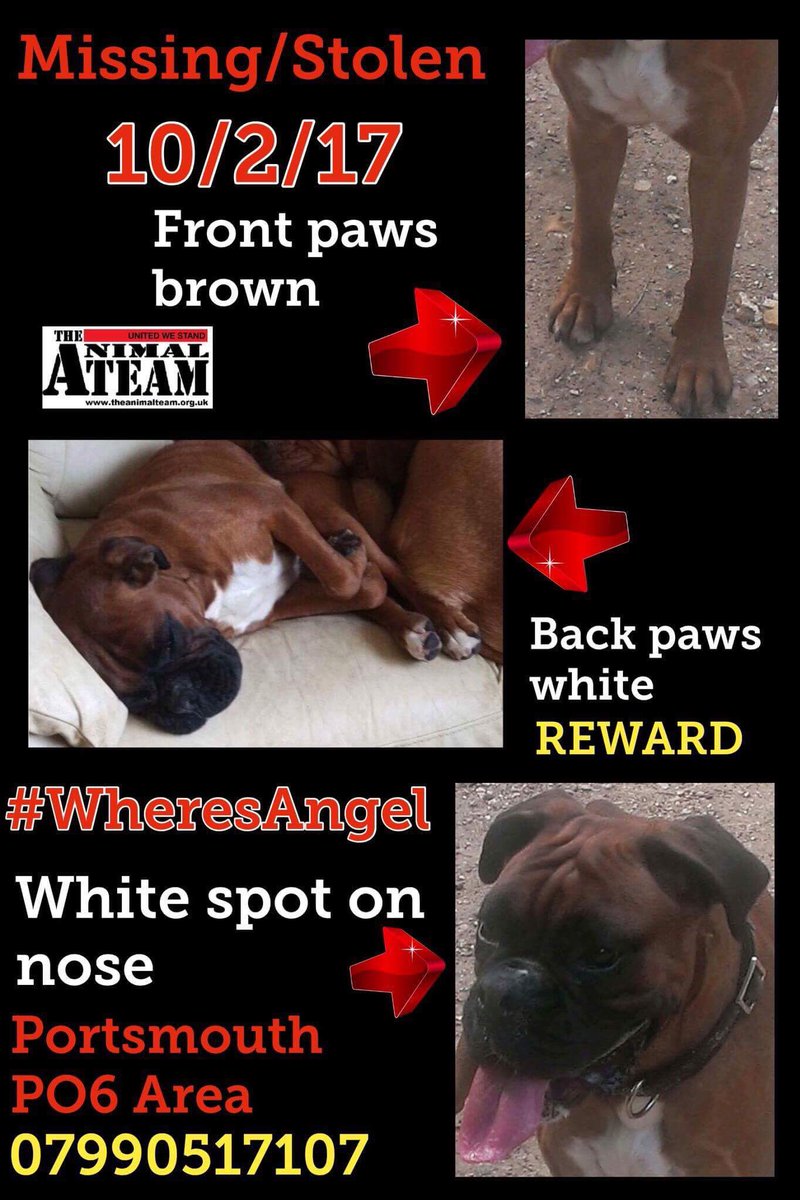 The_Animal_Team's tweet photo. Come on tweeps let's get this hashtag trending #WheresAngel pls #rt with the hashtag #tyvm https://t.co/iA71zFMr5j