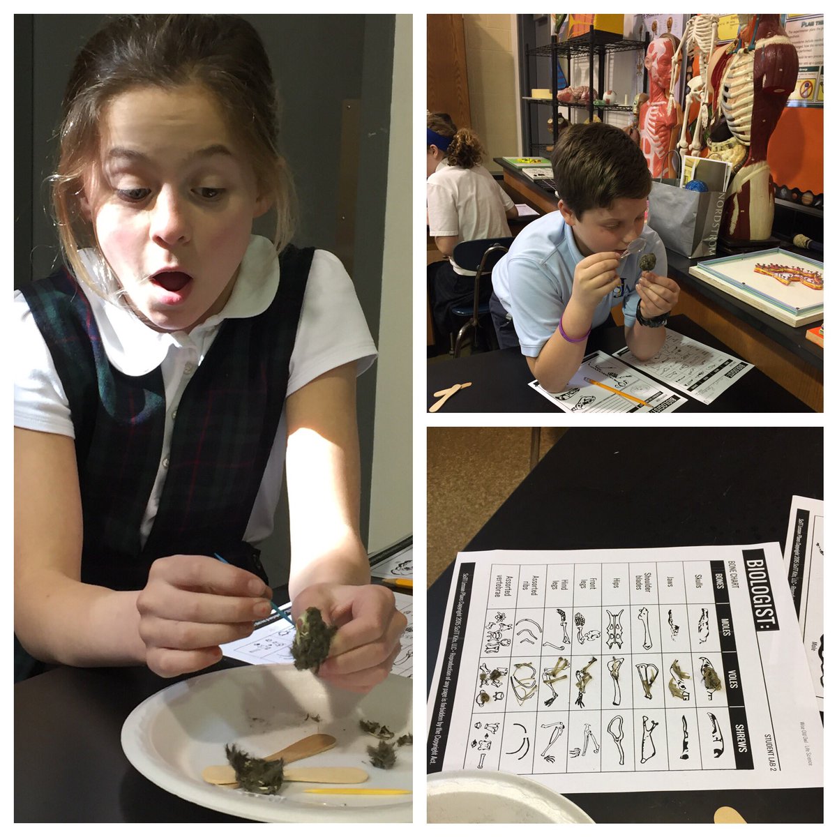 Sjacrusaders5's tweet photo. What is inside your #owlpellet #sciencerocks #5thgrade #sjacrusaders https://t.co/gJRNrVDr4i