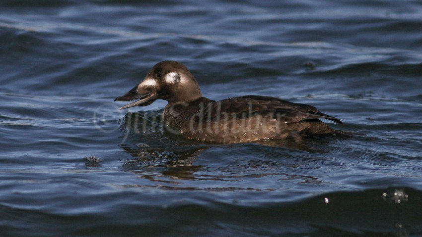 White-winged Scoter at Lakeshore State Park in Milwaukee Wisconsin on March 10, 2017 windowtowildlife.com/white-winged-s…