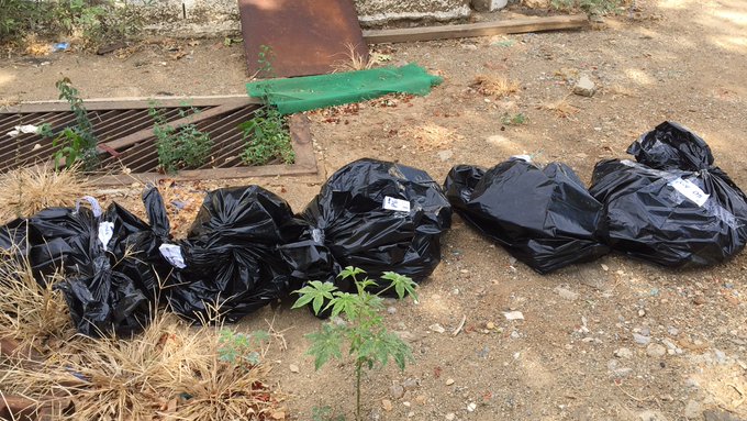 Ver imagen en Twitter