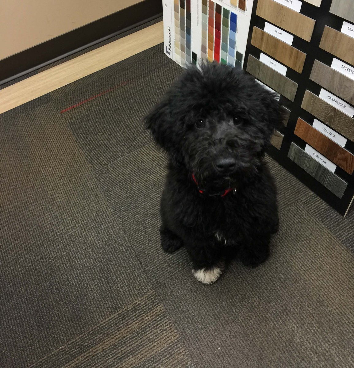 SandsCFC's tweet photo. "So many great choices" - our furry friend. Visit our site located in the bio to learn about what we offer. #floorsamples #floordesign https://t.co/RUrBiLvEsB