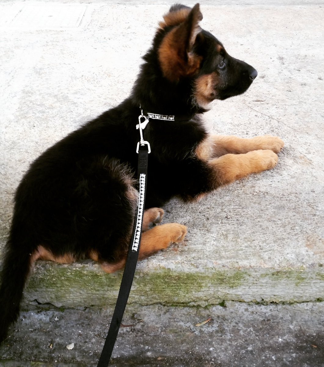 ely1colazzo's tweet photo. ❤🐶🐾 #germanshepherd #beautiful #dog # #animal #cute #zoe #ilovemydog #nature #picpets #lovedogs #love #doglover #cucciola #pastoretedesco https://t.co/1dT2hMyiRA