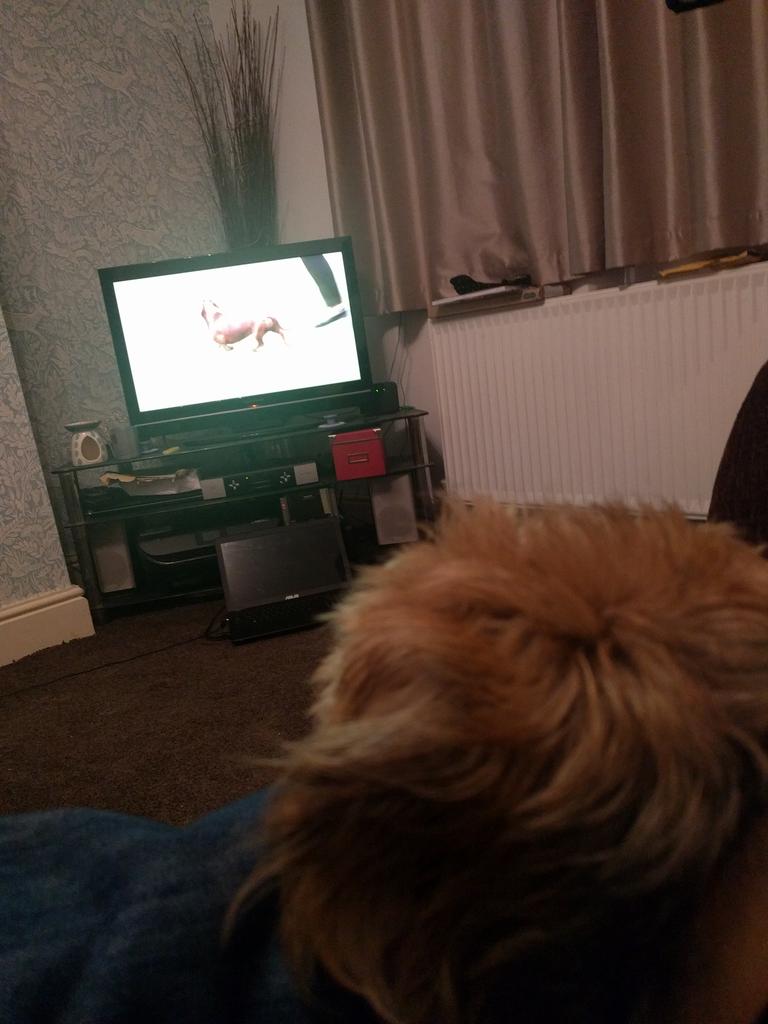 BT_Darwin's tweet image. Nothing like a bit of #Crufts on catchup