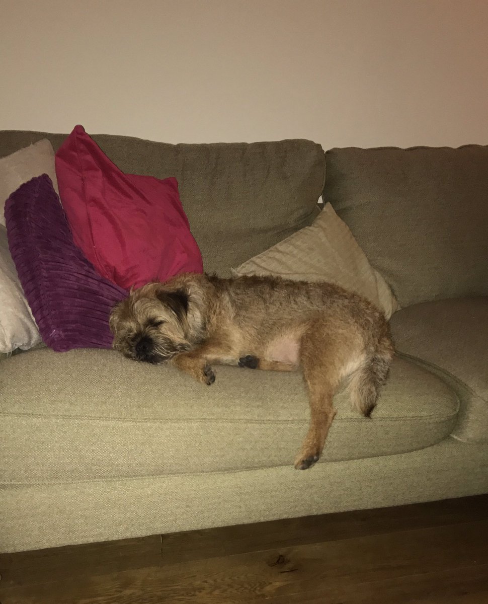 dougaltedog's tweet photo. Beens a hoonans since tues, I is absolootli shatterds #BTPosse #tiredboy #borderterrier #sleepsin https://t.co/MNFGjFAH3I
