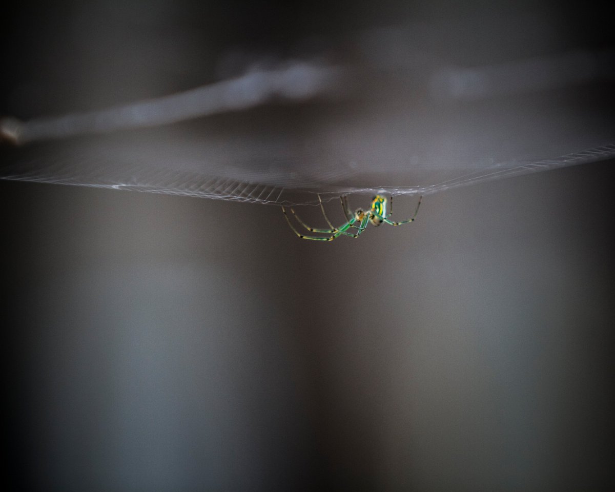 JustinAMoeller's tweet photo. Can I get a RT for this #green #garden #spider for #FastTN ? It's for #charity ! #web #arachnid #photog #canon #7d #photography #macro https://t.co/A3qgRezP5g