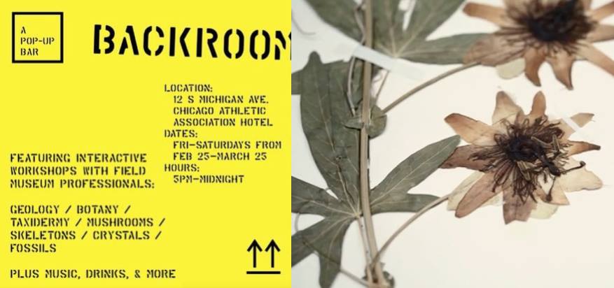 Chicago Athletic Association (@chiathletic) on Twitter photo 6-8PM in The Backroom: press plants w/ <a href="/FieldMuseum/">Field Museum</a> botanist Anna Balla + a bitters-making workshop w/ Weatherby’s: chicagoathleticevents.com/events/press-f… 6-8PM in The Backroom: press plants w/ <a href="/FieldMuseum/">Field Museum</a> botanist Anna Balla + a bitters-making workshop w/ Weatherby’s: chicagoathleticevents.com/events/press-f…