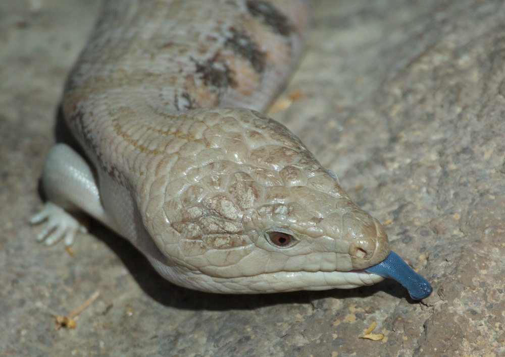 NCZoo's tweet image. #DYK a blue tongued skink is native to Australia and uses its cobalt blue colored tongue to act as a deterrent to predators?