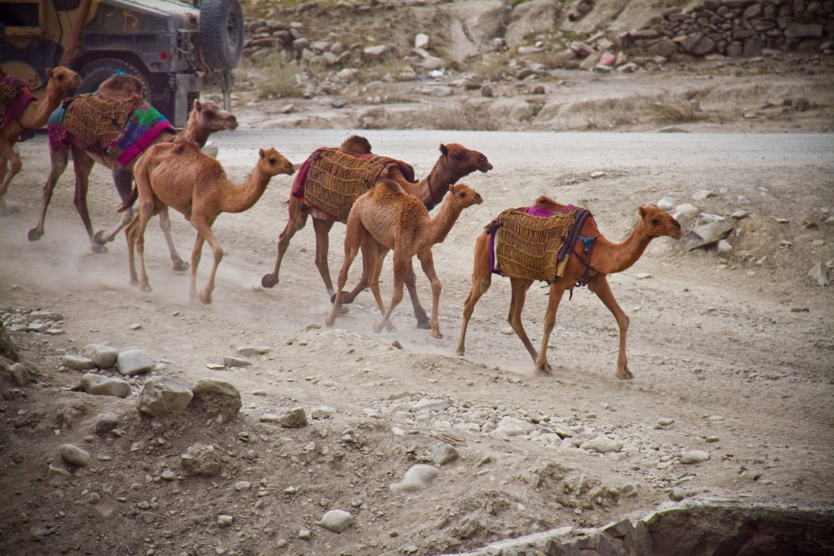 JustinAMoeller's tweet photo. Can I get a RT for these #afghan #camels for  #FastTN ? It's for #charity ! #army #military #afghanistan #deployment  #animals #canon #7d https://t.co/blJDX9M5Zw
