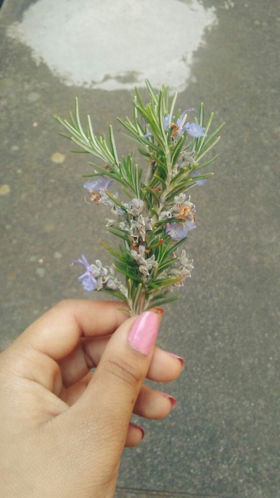teeny_tiny_tj's tweet photo. So I have this really big rosemary plant outside my house and I took a piece~ https://t.co/eeEZkUWUsb