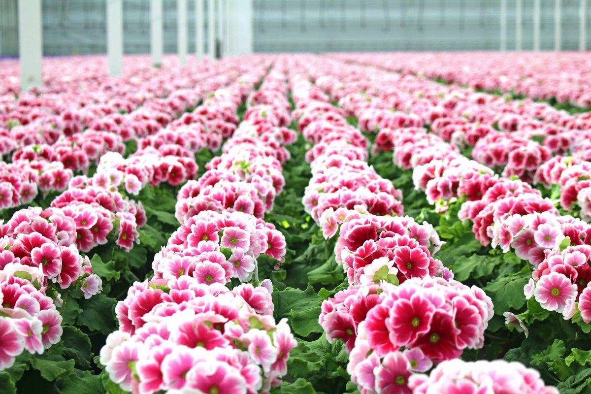 Zeg nou zelf, hier word je toch gewoon vrolijk van!!? <a href="/PrimulaTouchMe1/">Touch Me</a>  @PlkwVreugdenhil