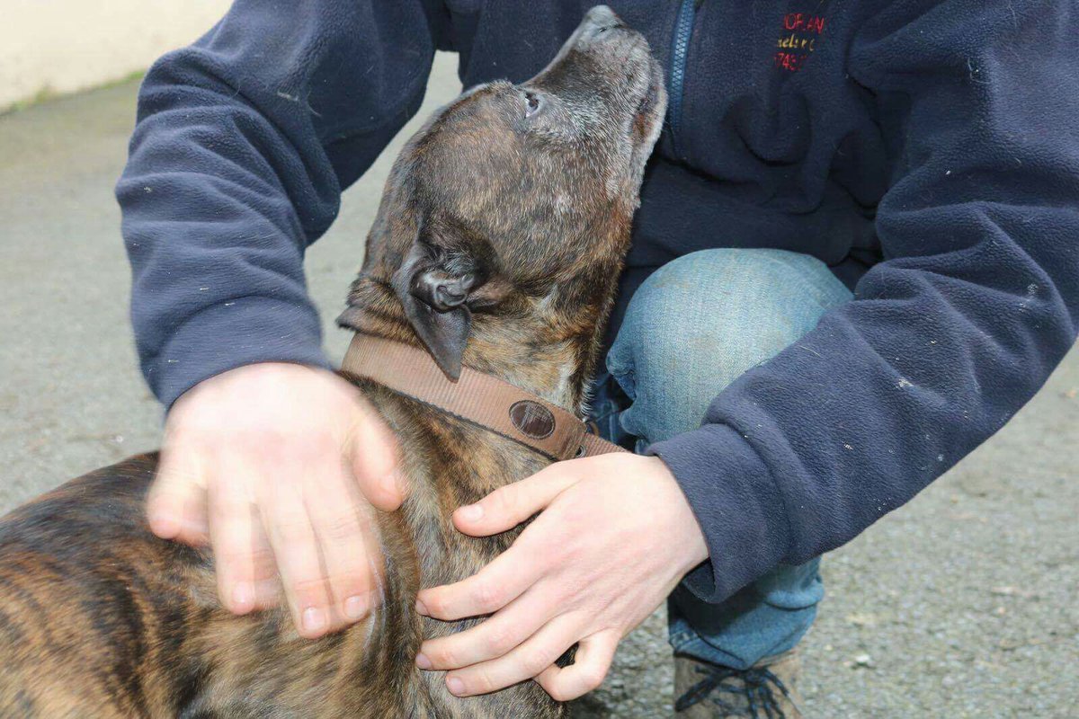 NWDogRescue's tweet photo. 'OLD BUSTER 11 Y/O ARTHRITIC LEGS, DUMPED,  STRAY.  NEEDS A FUREVER FOSTER, WE'LL FULLY FUND.  https://t.co/L0jvbhqc0V PLEASE HELP https://t.co/e8BTMmjME1