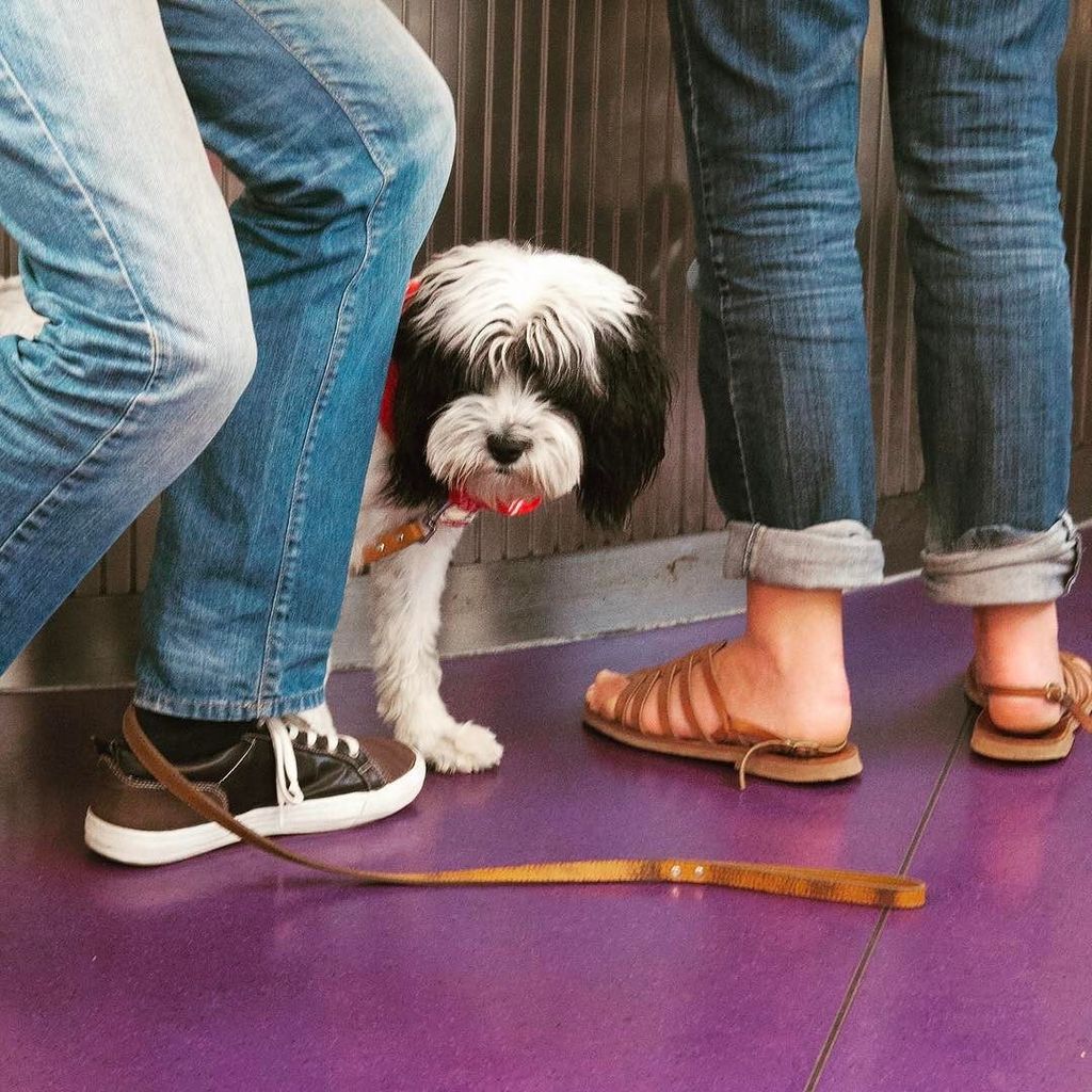 jankabili's tweet photo. What do dogs say in France. Is "woof" universal?
#FrenchDog #TrainToParis https://t.co/g2m1g2dLuw https://t.co/s5wDdr5iWI