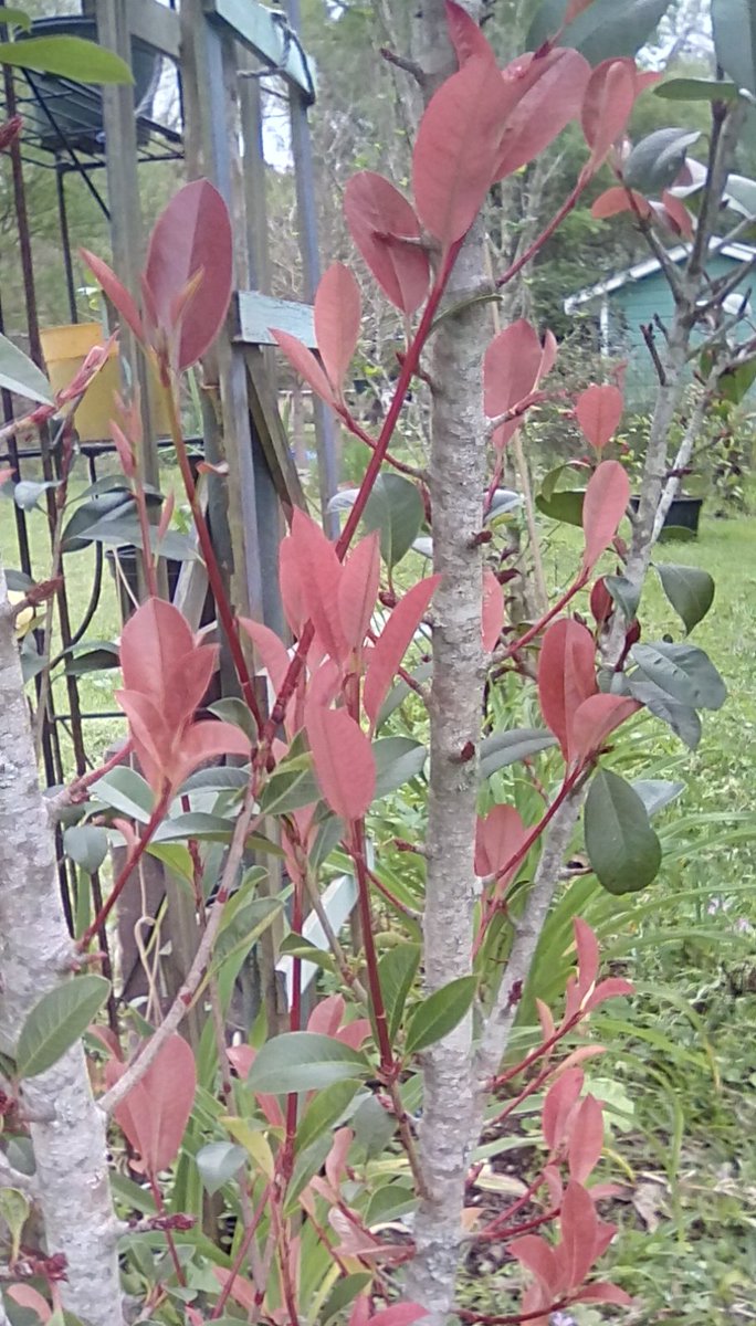 JackpotNick's tweet image. Usually #redtips show more red on top of the bush but ours is more redtippy near base😕