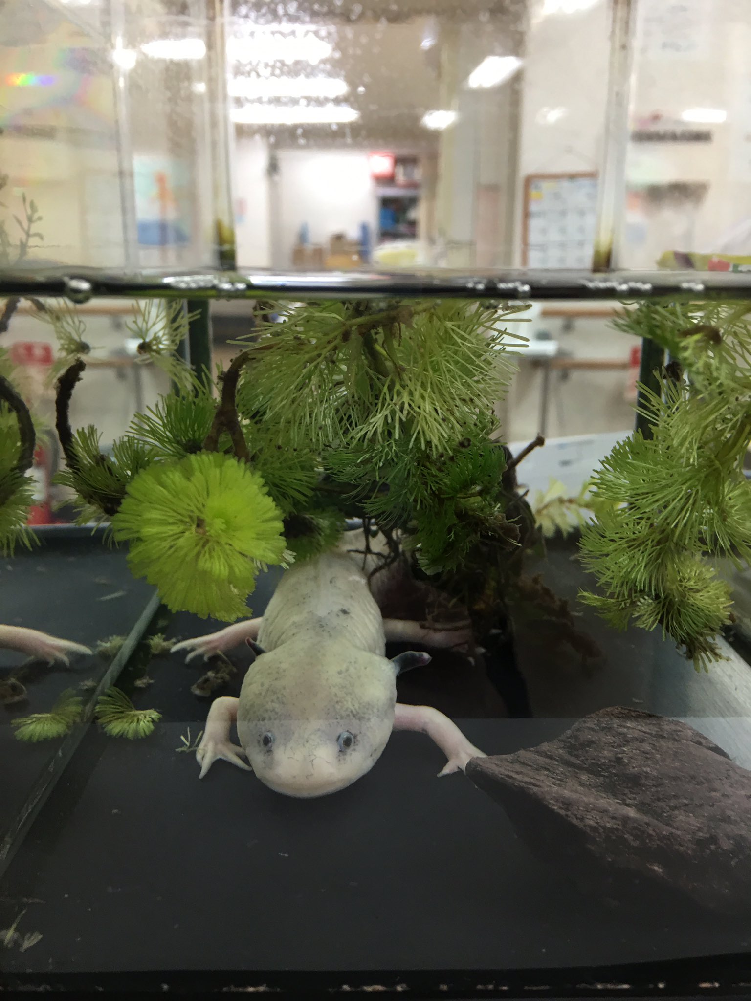 オレンジ Sur Twitter Wakubisi Mam 8 ウーパールーパー預かったの そうよね 心配だものね 笑っ ピンクの ウーパールーパー珍しいわ ほんとよく動く 笑っ かわゆす この写真の子は病院のウーパールーパーなの 可愛いのよ 動かないのよ 笑顔で面白いの オレンジ Sur Twitter Wakubisi Mam 8 ウーパールーパー預かったの そうよね 心配だものね 笑っ ピンクの ウーパールーパー珍しいわ ほんとよく動く 笑っ かわゆす この写真の子は病院のウーパールーパーなの 可愛いのよ 動かないのよ 笑顔で面白いの