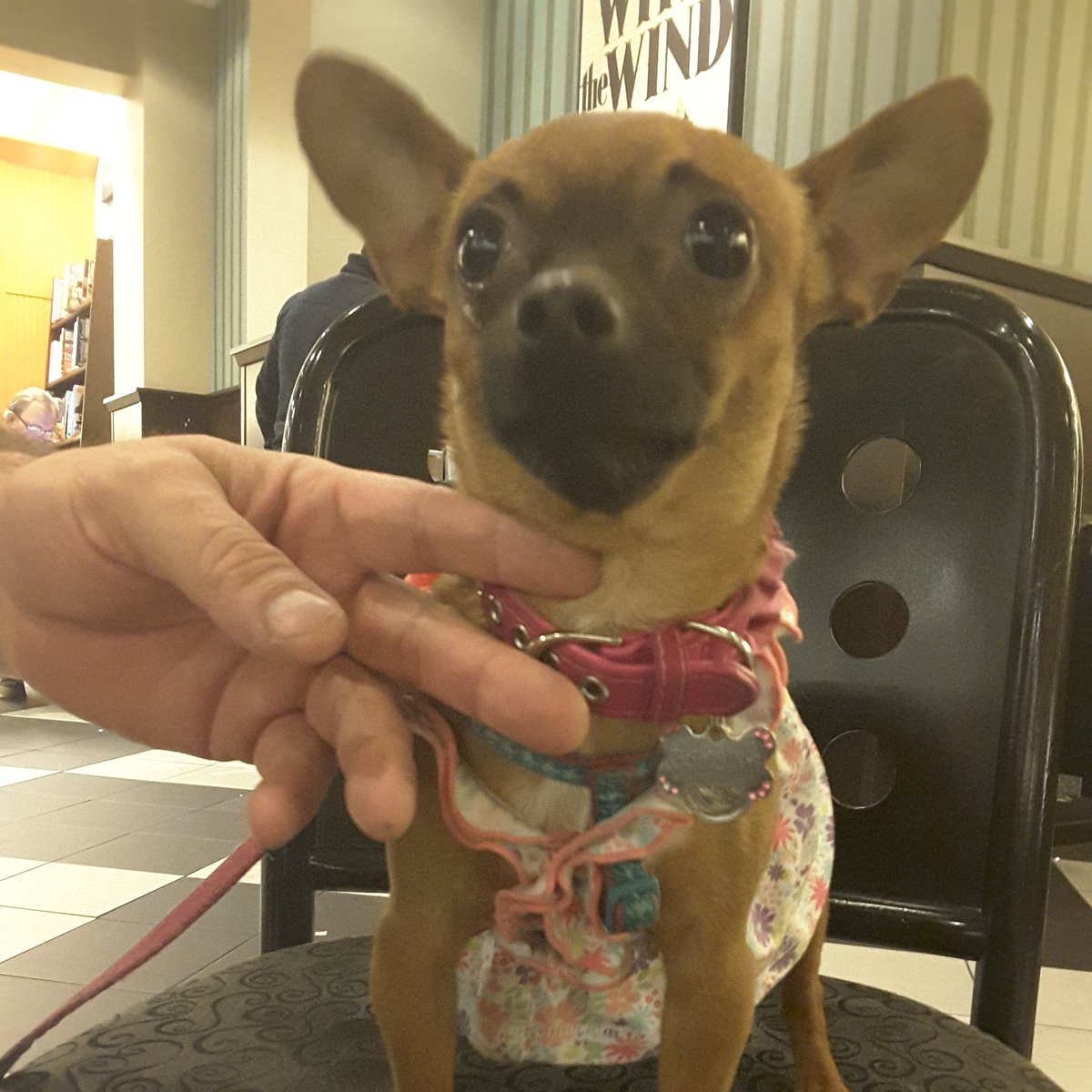 BNOtayRanch's tweet photo. Hello #gorgeous Bambina! #dogs #dogsoftwitter #doglovers #dogfriends #dogsofinsta #animallovers #bndogs #doggyclothes #Bambina #dognation https://t.co/4TUMwr2ni0