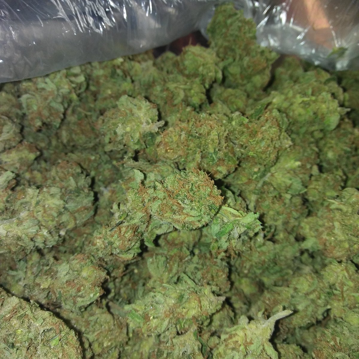 dub_chosa's tweet photo. Sexy ass weed https://t.co/D1xlCuVHNw