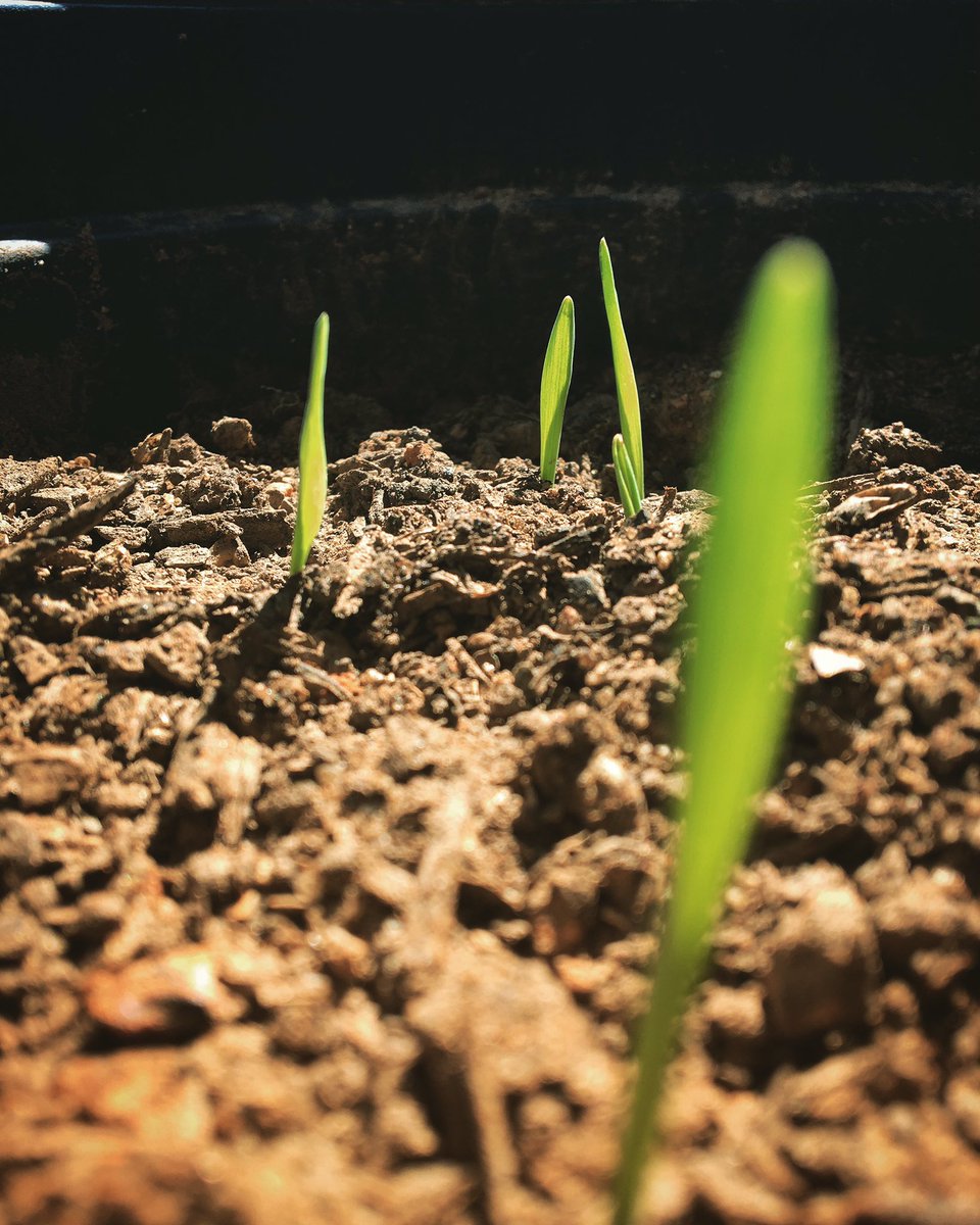 FarmBoyFarms's tweet photo. Doing a few #BackyardTrials of 2-row barley......
#NCbeer https://t.co/FBydVZgKXI