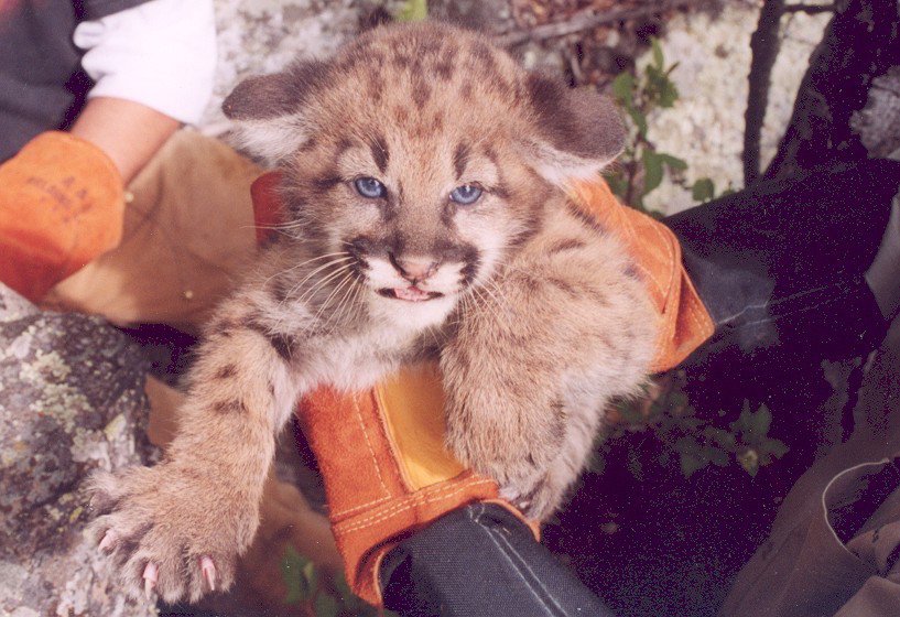 Welding gloves help make cougar kitten exams somewhat safer. But what happens when Mama returns?
wyofile.com/blog/catch-cou…

<a href="/cougarfund/">The Cougar Fund</a>