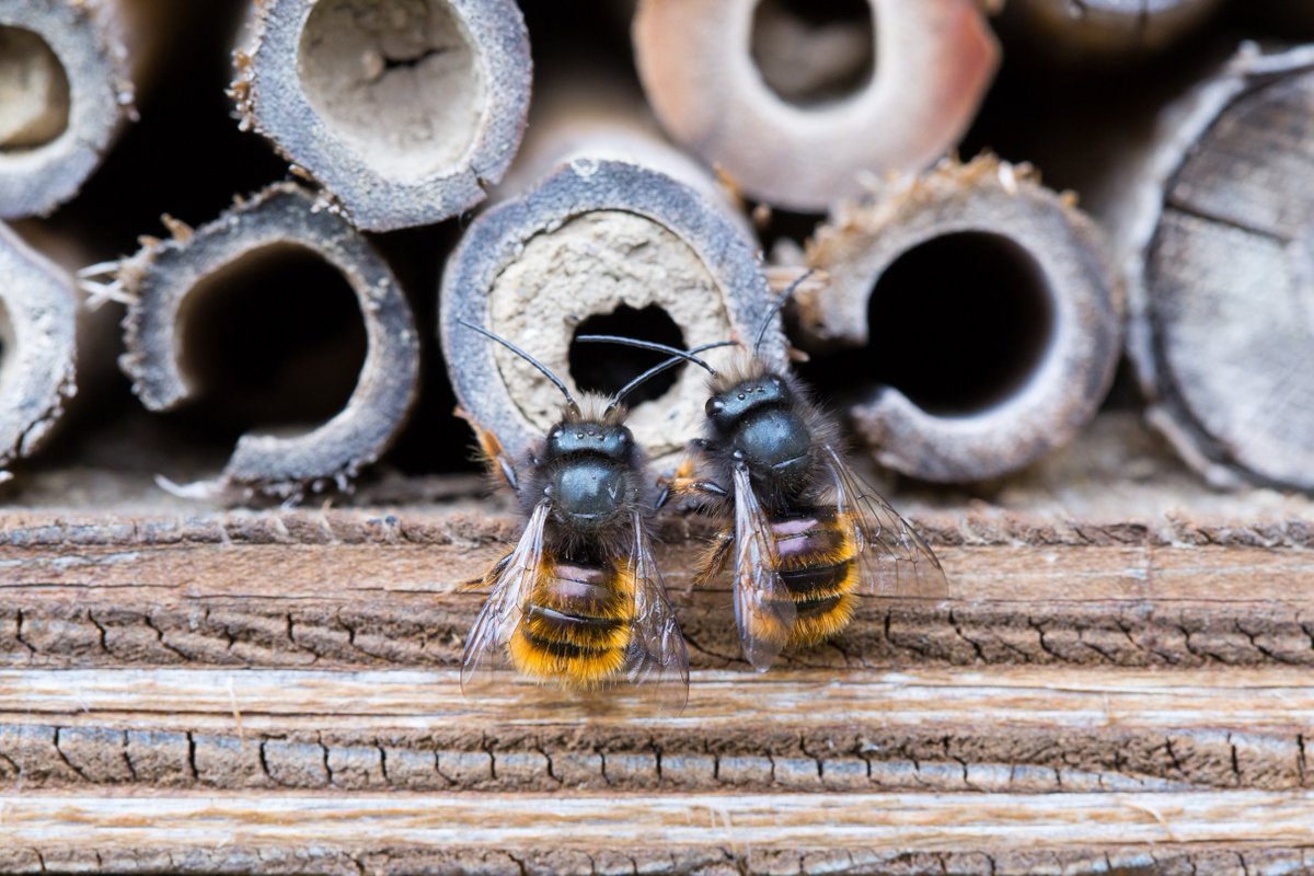 BeeThinking's tweet image. #BeeFactFriday: Mason bees get their name from their building skills! They build mud walls to create cells that they can lay eggs in.
