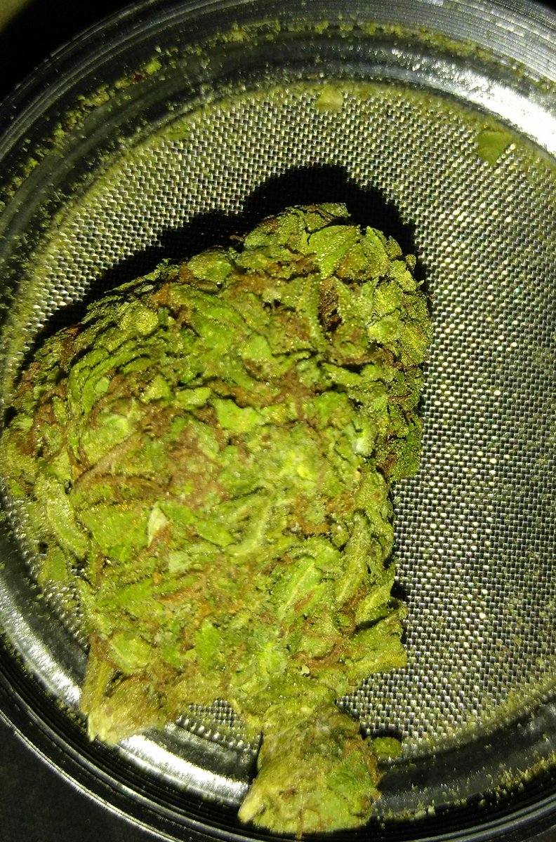YnRGxNG's tweet photo. 🍁🍁 #DxV https://t.co/5XuvFEigq6