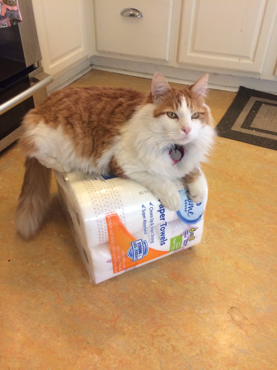 TheJuiceCat's tweet photo. A throne is only a bench covered in velvet - Napoleon #frenchrevolution #catconquest #domesticthrone https://t.co/F8Txj05j3w
