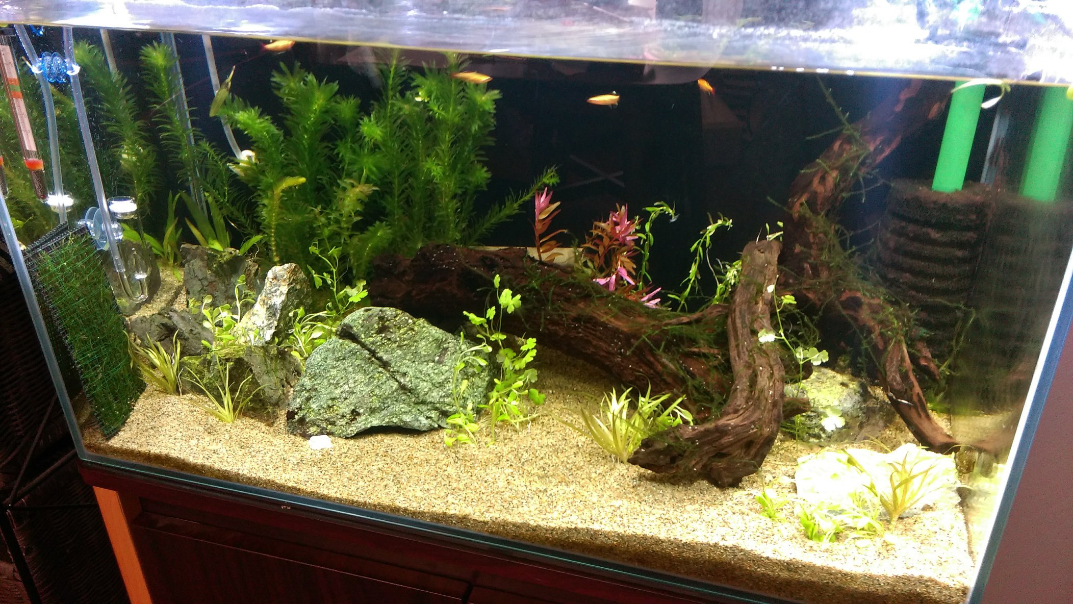 Kenz 60cm水槽振り返り 金魚が になってしまいそのまま水草スタート 1 16年7月 低床は田砂 今も田砂のみ 2 16年10月 左奥に侘び草追加 3 16年11月下旬 左前に流木を追加 4 16年12月 T Co E468cjmgdc Twitter