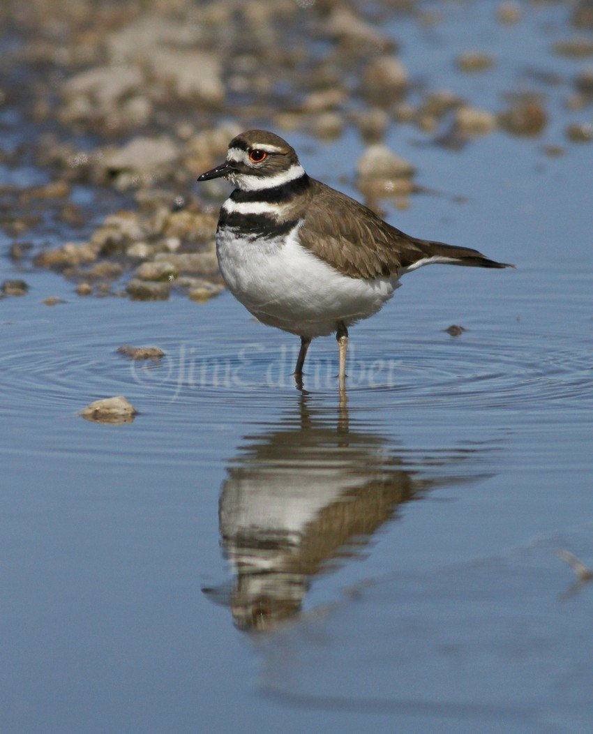 Killdeer in Milwaukee County Wisconsin on March 10, 2017 windowtowildlife.com/killdeer-in-mi…